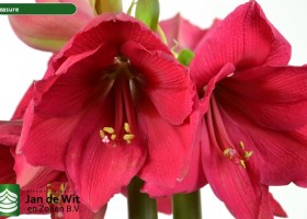 hippeastrum Pleasure (2)